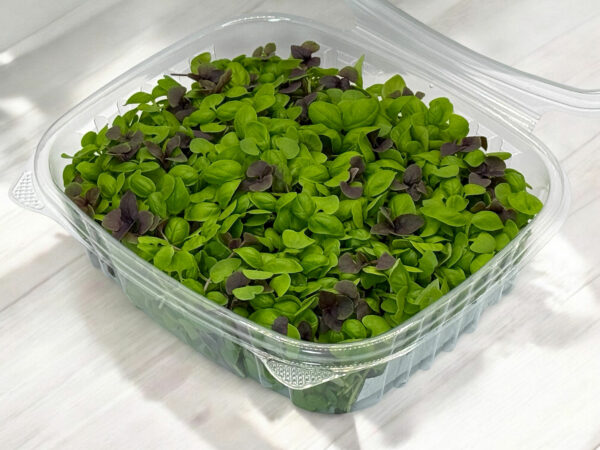 mixed-basil-microgreens-micropousses-1