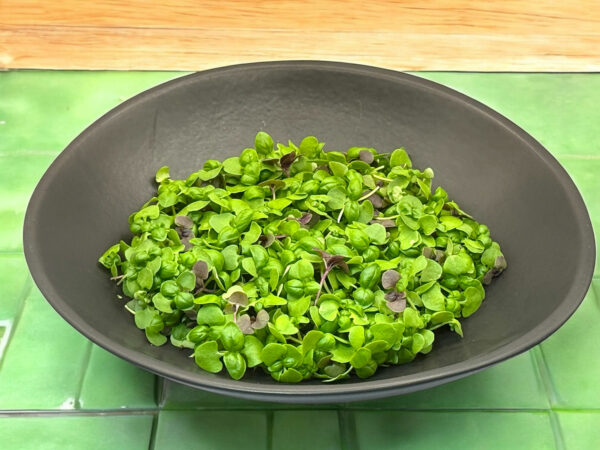 mixed-basil-microgreens-micropousses-5