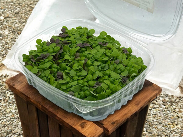 mixed-basil-microgreens-micropousses-6
