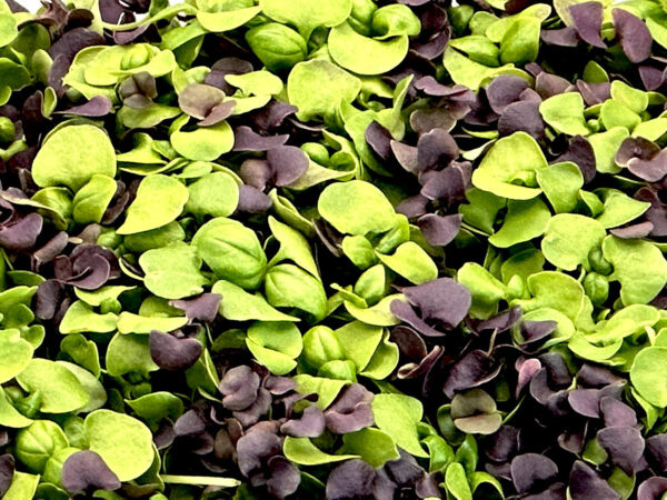 mixed-basil-stage-2-genovese-purple-basalique-melange-micropousses-montreal-casa-verde-micro-farm-2 - Copy