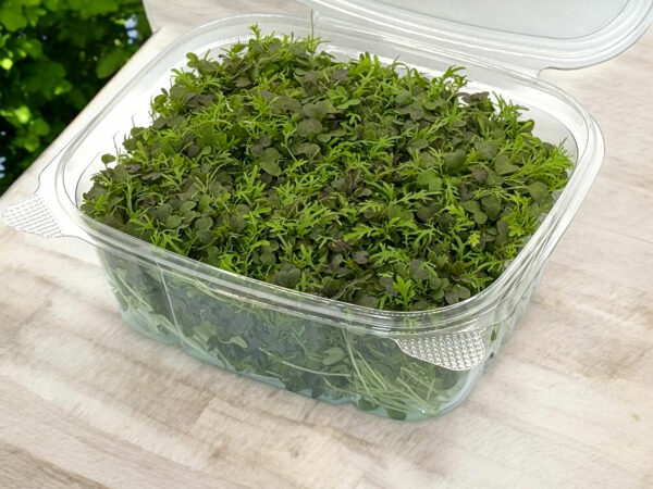 mizuna-red-stage-2-microgreens-moutard-mizuna-micropousses-2