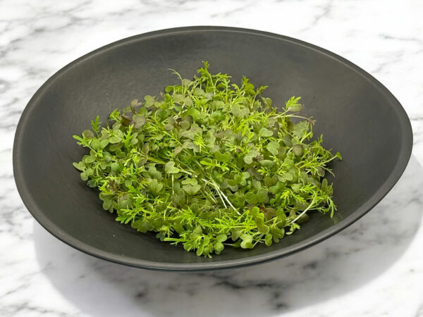 mizuna-red-stage-2-microgreens-moutard-mizuna-micropousses-3