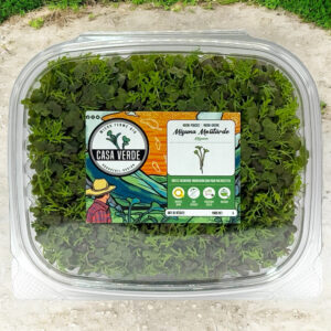 mizuna-red-stage-2-microgreens-moutard-mizuna-micropousses-hero-1