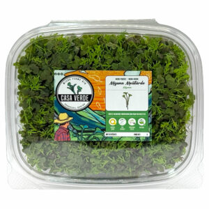mizuna-red-stage-2-microgreens-moutard-mizuna-micropousses-hero