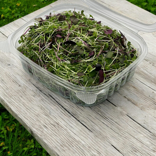 tokyo-microgreen-mix-radish-cress-mustard-microgreens-japonese-micropousses-vaudreuil-montreal-casa-verde-microfarm-6