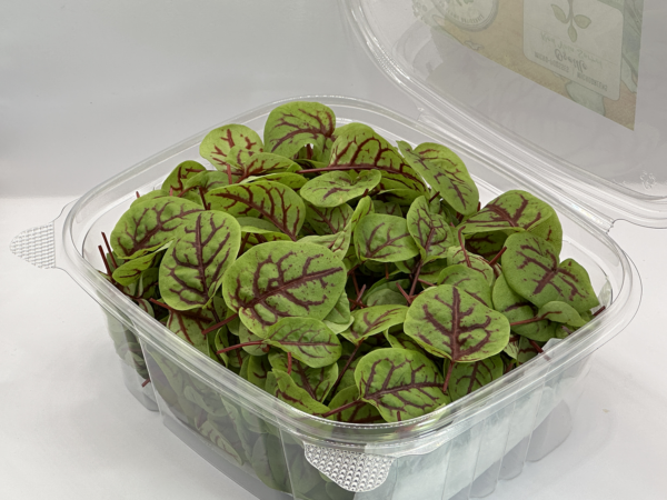 red-vein-sorrel-microgreens-montreal-casa-verde-microfarm-1