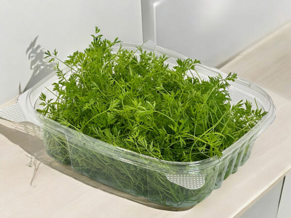 carrot-microgreens-micropousses-carotte-1