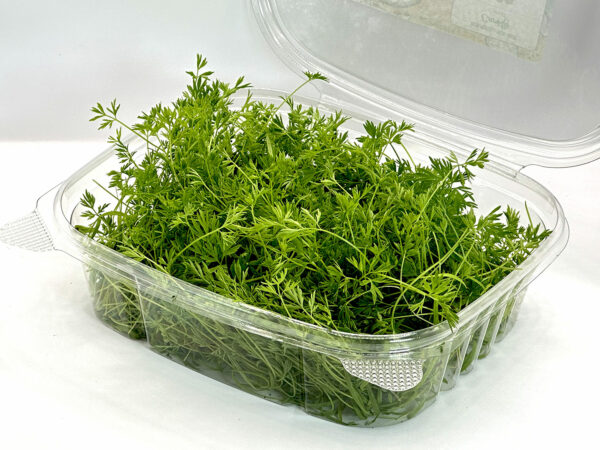 carrot-microgreens-montreal-carot-micropousses-restaurant-resto-chef-cuisine-casa-verde-2