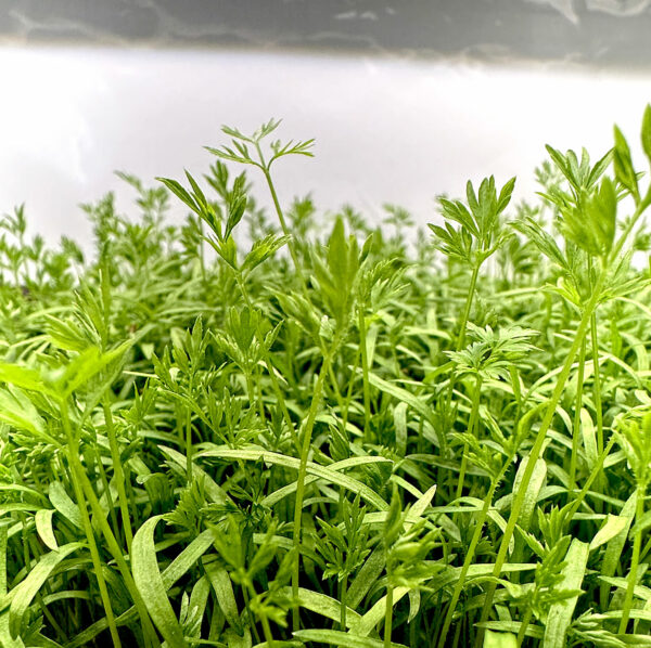 carrot-microgreens-montreal-carot-micropousses-restaurant-resto-chef-cuisine-casa-verde