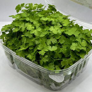 parsley-microgreens-montreal-persil-micropousses-vaudreuil-casa-verde-microfarm-microferme-3