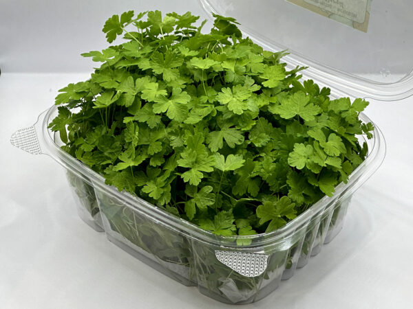 parsley-microgreens-montreal-persil-micropousses-vaudreuil-casa-verde-microfarm-microferme-3