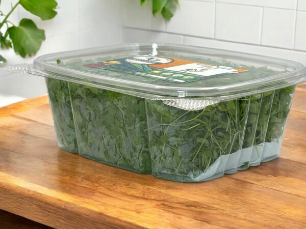 parsley-microgreens-persil-micropousses-2