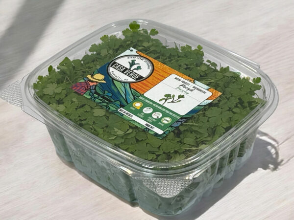 parsley-microgreens-persil-micropousses-3
