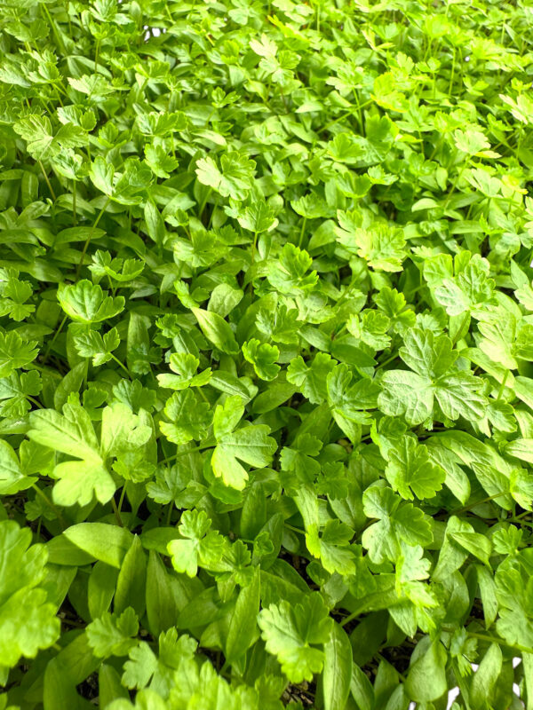 parsley-microgreens-persil-micropousses-4