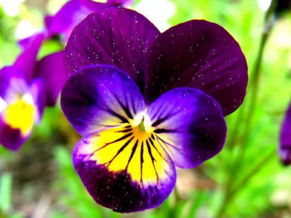 fleur de violette comestible