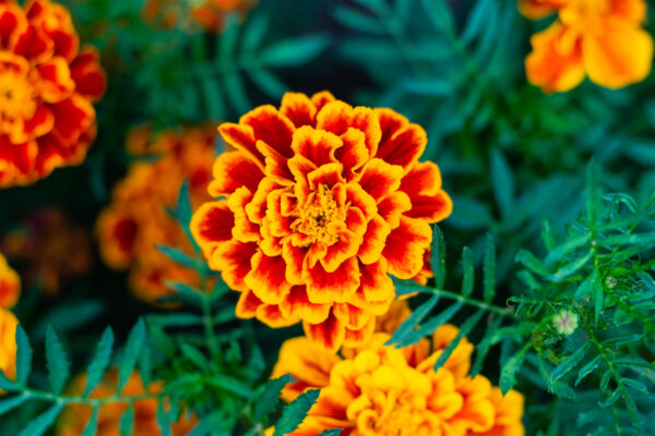 Fleur de souci dans un jardin.
Tête d'une plante de souci orange et jaune, vue de près