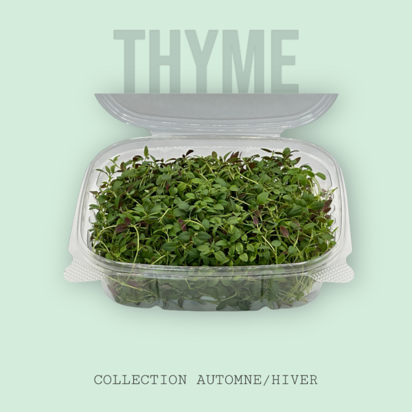 thyme-microgreen-side-view-thym-micropousses-montreal-casa-verde-microferme-microfarm-2