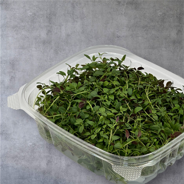 thyme-microgreen-side-view-thym-micropousses-montreal-casa-verde-microferme-microfarm-3