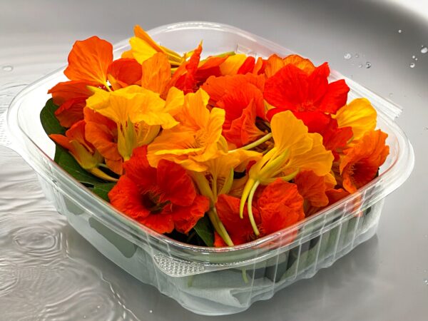 Mélange africain -nasturtium-fleurs comestibles-casa-verde-microfarm-montreal-bouquet