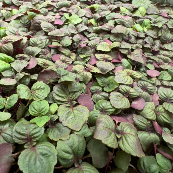 Shiso-Britton-Rouge-japonais-ingredient-microgreen--micro-shiso-montreal-3