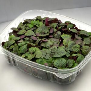 Shiso-Britton-Red-japanese-ingredient-microgreen--micro-shiso-montreal