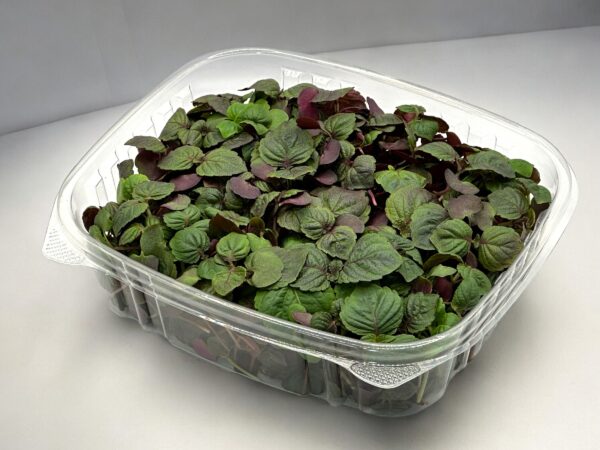 Shiso-Britton-Red-japanese-ingredient-microgreen--micro-shiso-montreal