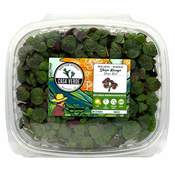 Shiso-Britton-Red-japanese-ingredient-microgreen--micro-shiso-montreal-hero