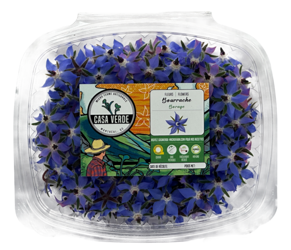 borage-edible-flower-hero