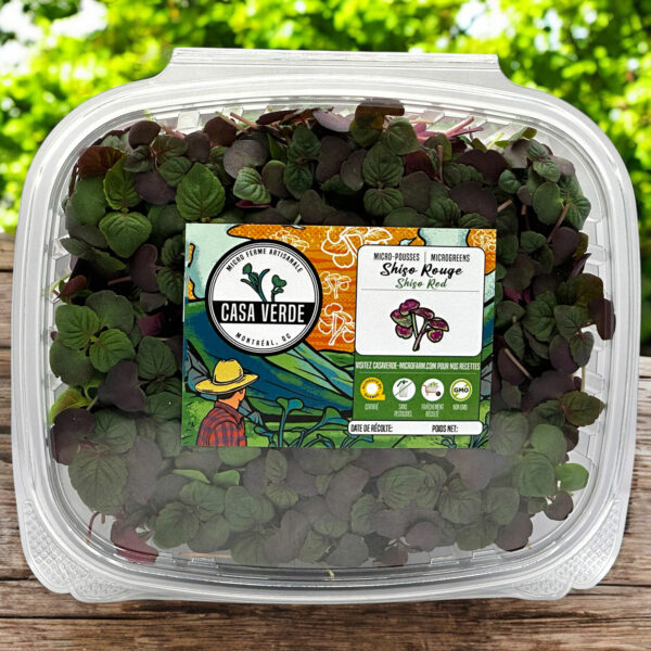 shiso-britton-red-microgreens-parilla-micropousses-casa-verde-montreal-1