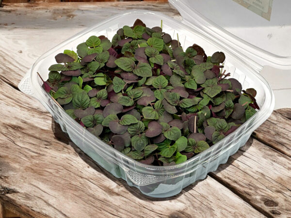 shiso-britton-red-microgreens-parilla-micropousses-casa-verde-montreal-3