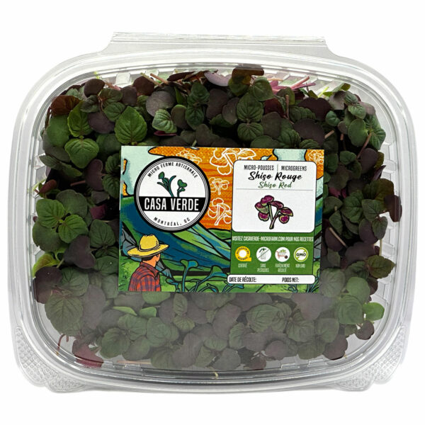 shiso-britton-red-microgreens-parilla-micropousses-casa-verde-montreal