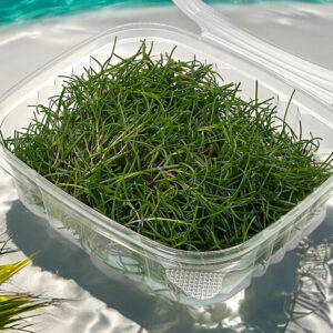 saltwort-japanese-microgreen-ingredient-salt-green-micropousses-japonais-2