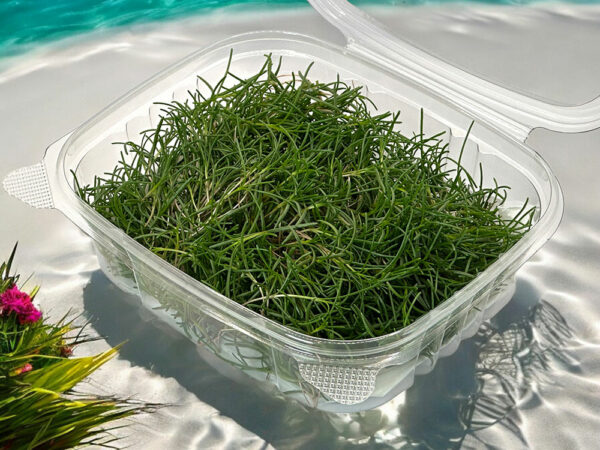 saltwort-japanese-microgreen-ingredient-salt-green-micropousses-japonais-2