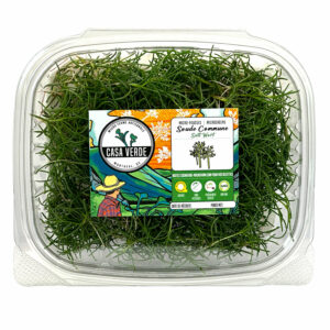 saltwort-japanese-microgreen-ingredient-salt-green-micropousses-japonais-hero