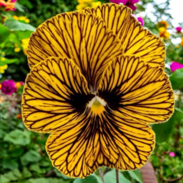 tiger-eye-pansy-viola-edible-flower-seeds-canada-2