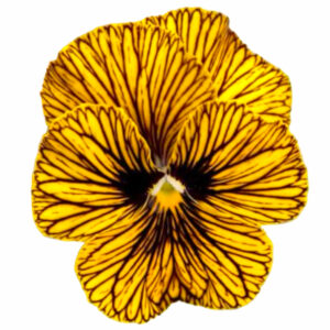 tiger-eye-pansy-viola-edible-flower-seeds-canada