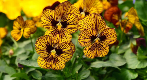 tiger-eye-pansy-viola-edible-flower-seeds-canada-4