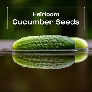 Cucumber Seeds