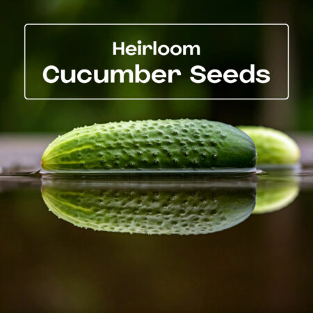 cool-looking-heirloom-cucumber-seeds