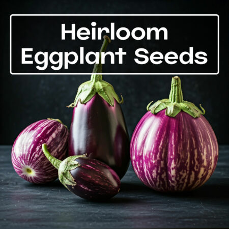 eggplant-seeds-montreal-casa-verde-microfarm