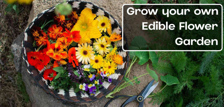 grow-your-own-edible-flower-garden