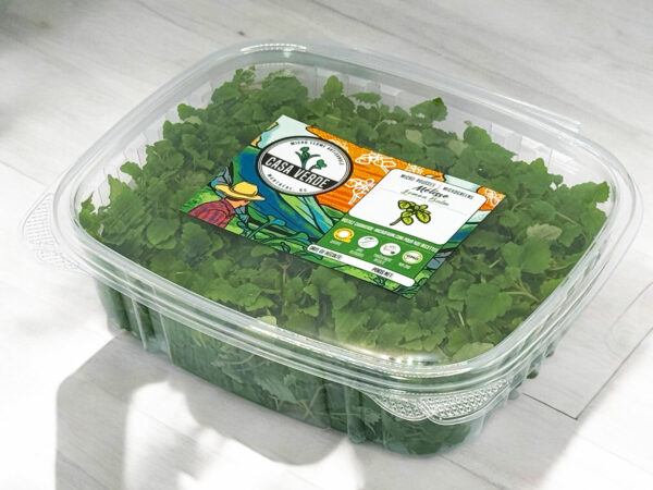 lemon-balm-microgreens-melisse-micropousses-2