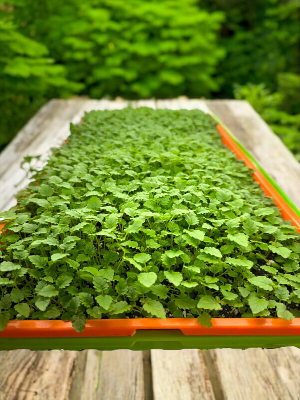 lemon-balm-microgreens-melisse-micropousses-4