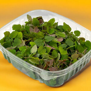 lemon-balm-microgreens-melisse-micropousses-casa-verde=microfarm-12 - Copie