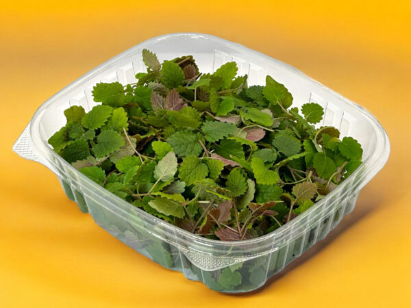 lemon-balm-microgreens-melisse-micropousses-casa-verde=microfarm-12 - Copy