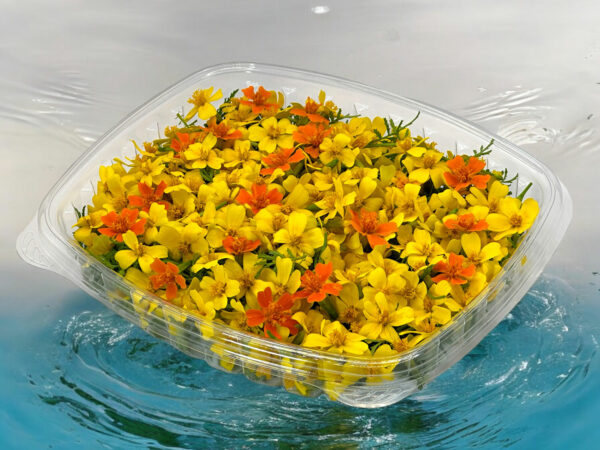 tagetes-marigold-signets-lemon-gem-button-marigold-edible-flowers-1