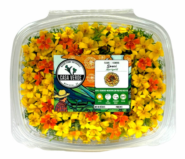 tagetes-marigold-signets-lemon-gem-button-marigold-edible-flowers