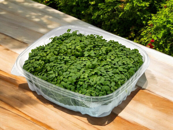 wasabi-mustard-microgreens-micropousses-montreal-spicy-2