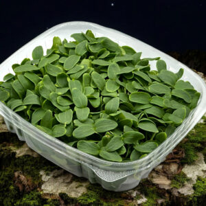 cantaloup-microgreens-montreal-canada-melon-2