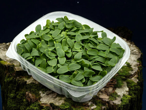 cantaloup-microgreens-montreal-canada-melon-2